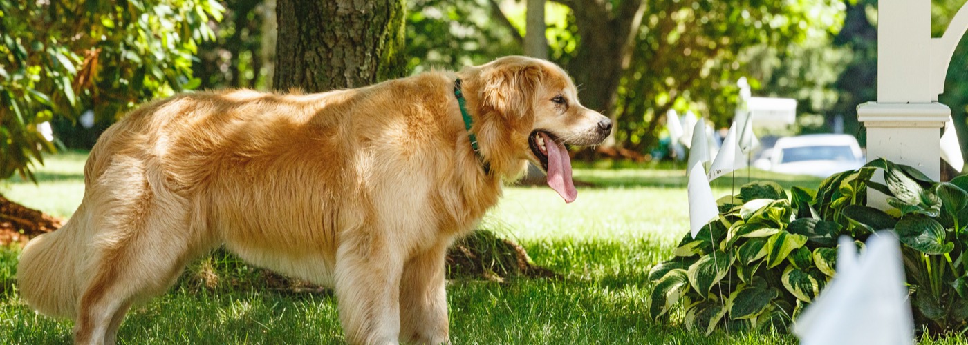 DogWatch of Southwest Virginia, Moneta, Virginia | Outdoor Hidden Dog Fences Slider Image