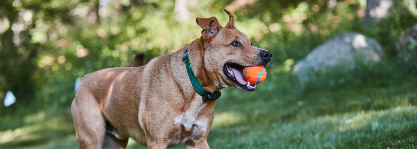 DogWatch of Southwest Virginia, Moneta, Virginia | ProFenceX™ Slider Image